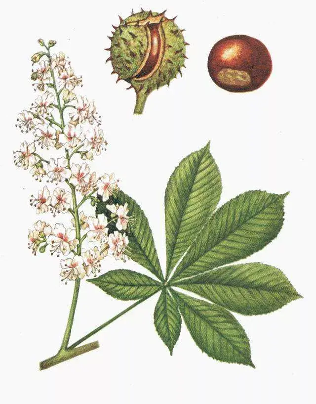 Horse-Chestnut.webp