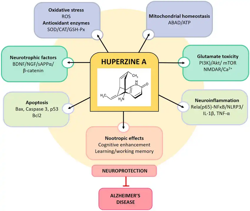 The-miscellaneous-mechanisms-of-action-of-Huperzine-A-in-AD-pathogenesis-In-addition-to.png